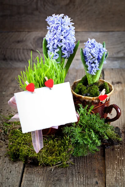 Blommor hyacinter — Stockfoto