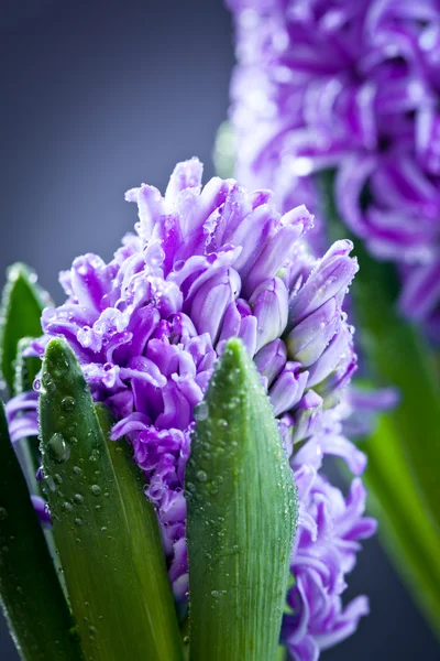 Blauwe hyacinten — Stockfoto