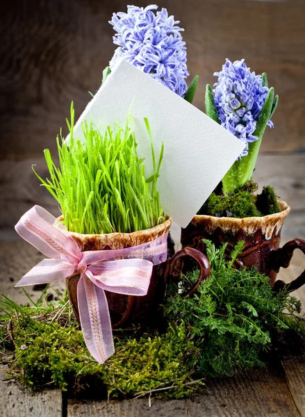 Jacintos de flores — Foto de Stock