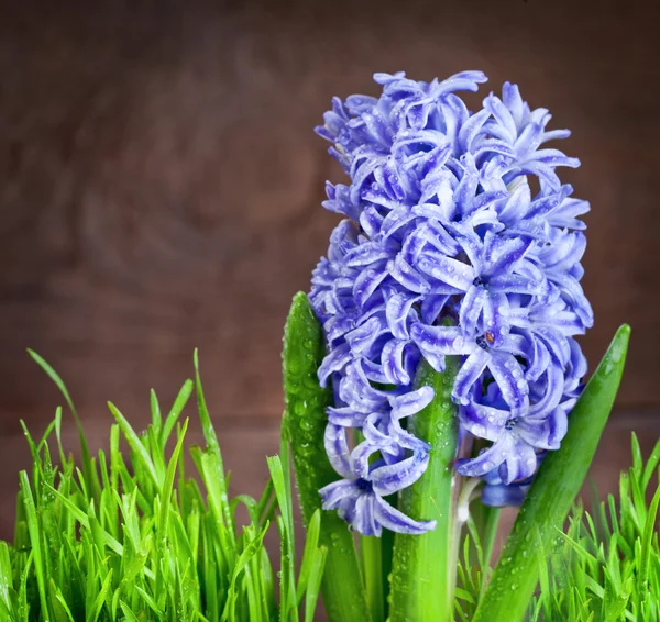 Giacinti blu — Foto Stock