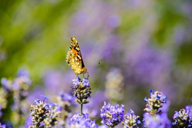 güzel kelebek çiçek üzerinde oturan