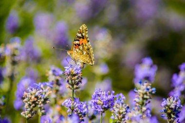 güzel kelebek çiçek üzerinde oturan