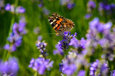 güzel kelebek çiçek üzerinde oturan