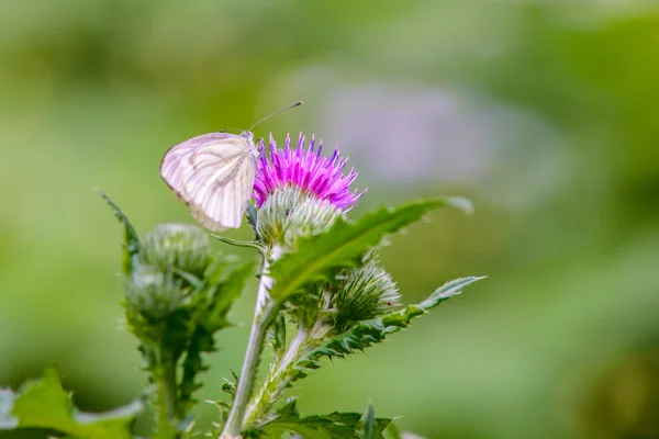 Красивая бабочка сидит на цветах — стоковое фото