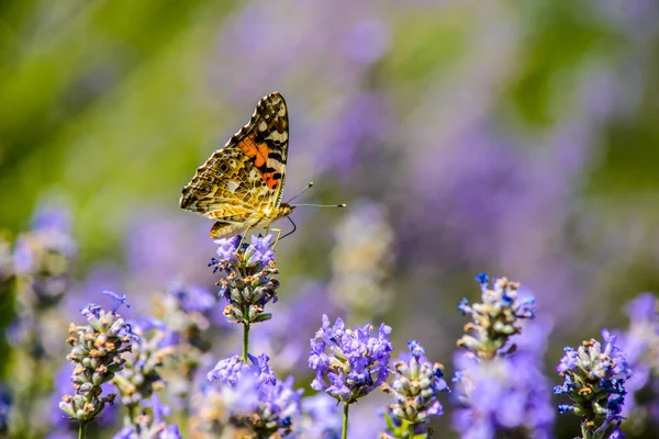Hermosa mariposa sentada sobre flores — Foto de Stock