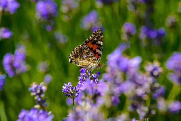 Hermosa mariposa sentada sobre flores — Foto de Stock