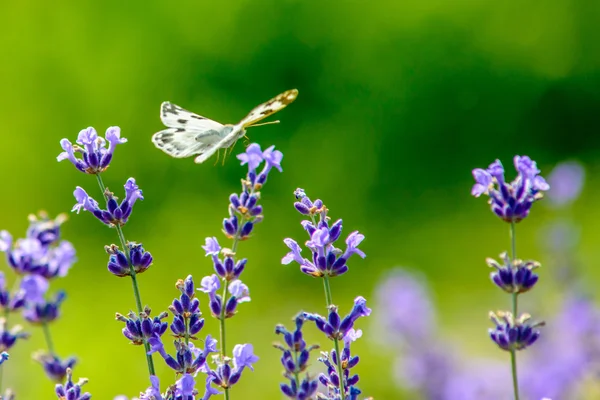 Красивая бабочка сидит на цветах — стоковое фото