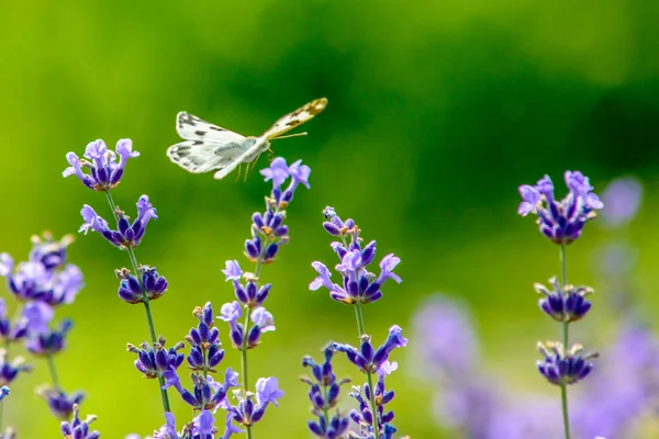 Hermosa mariposa sentada sobre flores — Foto de Stock