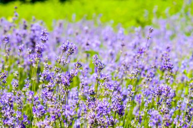renkli güzel çiçekler