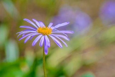 renkli güzel çiçekler