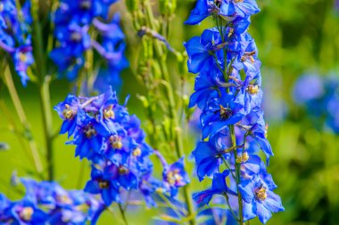 renkli güzel çiçekler