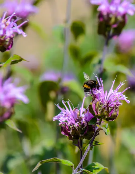 Bumblebee sitting on flower — Stock Photo, Image