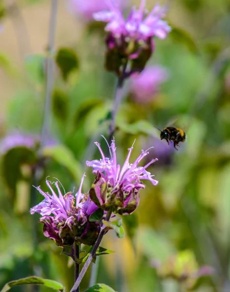 Bumblebee sitting on flower — Stock Photo, Image