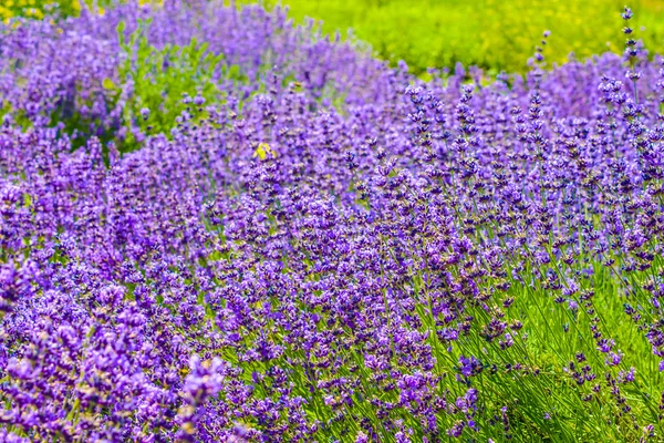 Belles fleurs colorées — Photo