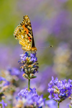 renkli çiçekler güzel kelebeği