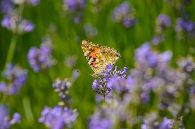 renkli çiçekler güzel kelebeği