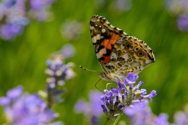 renkli çiçekler güzel kelebeği