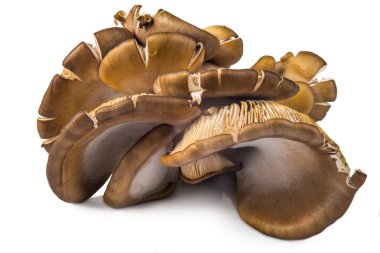 beyaz izole lezzetli kavak agaricales mantar