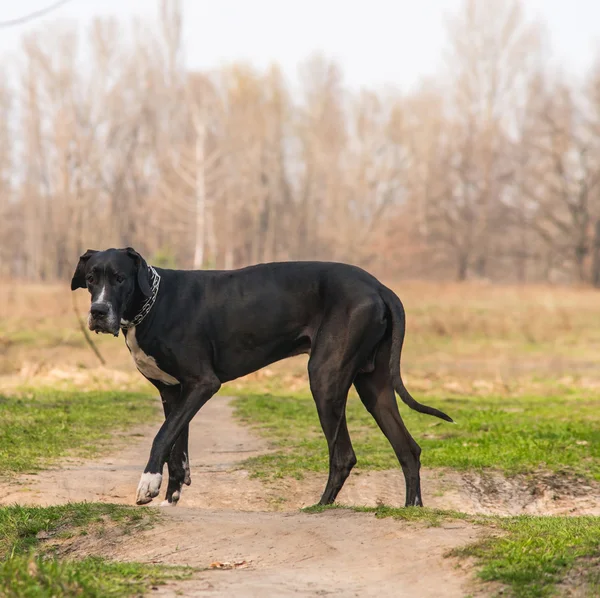 Grande cane danese a piedi all'aperto — Foto Stock