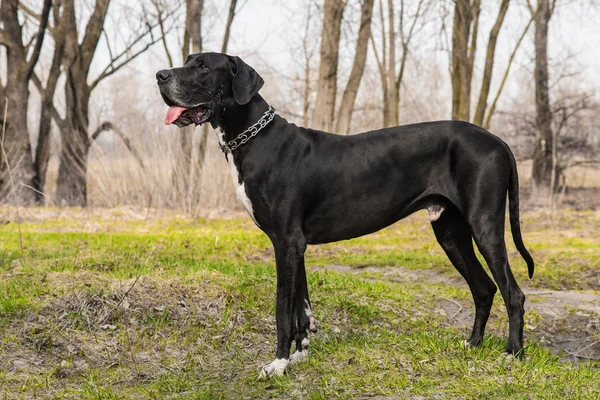 Great dane honden buiten lopen — Stockfoto