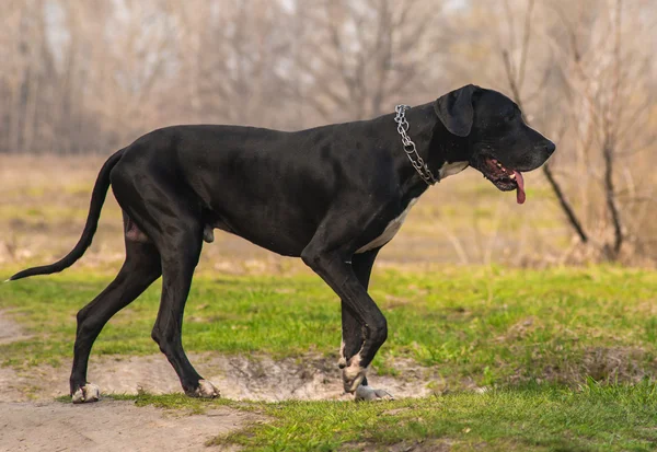 Great Dane dog walking outdoor — Stock Photo, Image