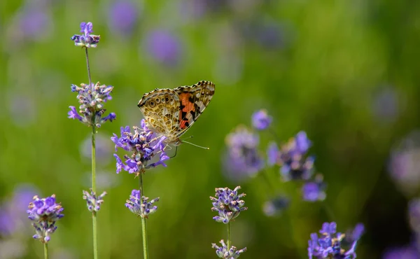 Hermosa mariposa en flores de colores — Foto de Stock