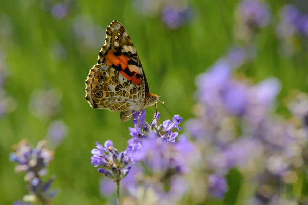 Hermosa mariposa en flores de colores — Foto de Stock