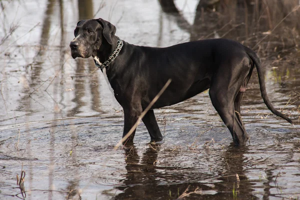 Great dane honden buiten lopen — Stockfoto