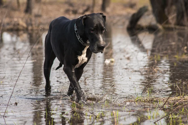 Grande cane danese a piedi all'aperto — Foto Stock