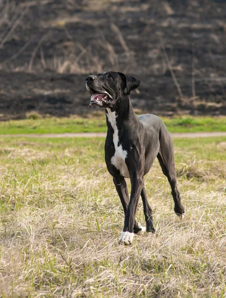 Gran perro danés caminando al aire libre — Foto de Stock