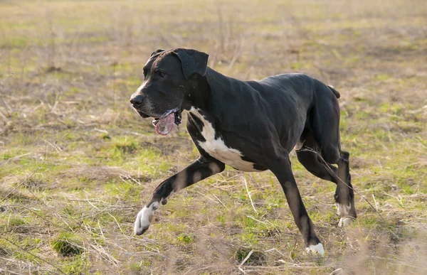 Great dane honden buiten lopen — Stockfoto