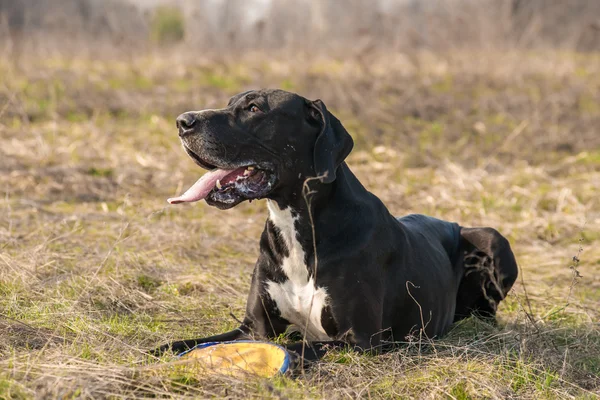 Great dane honden buiten lopen — Stockfoto