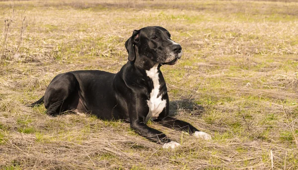 Gran perro danés caminando al aire libre — Foto de Stock