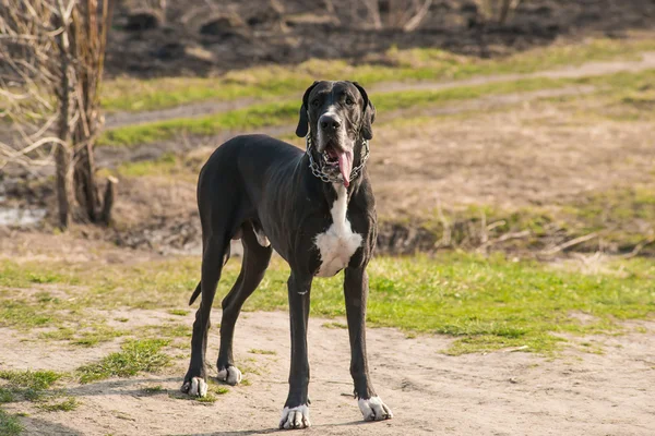 Great Dane dog walking outdoor — Stock Photo, Image