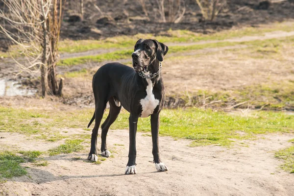 Grande cão dinamarquês andando ao ar livre — Fotografia de Stock