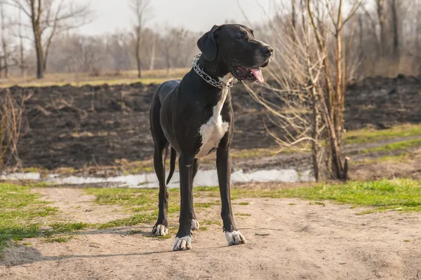 Grand Danois hund promenader utomhus — Stockfoto