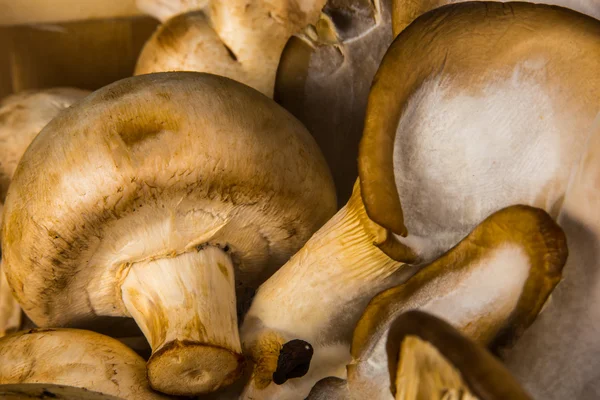 Köstliche rohe Agraicus-Pilze auf Holzgrund — Stockfoto