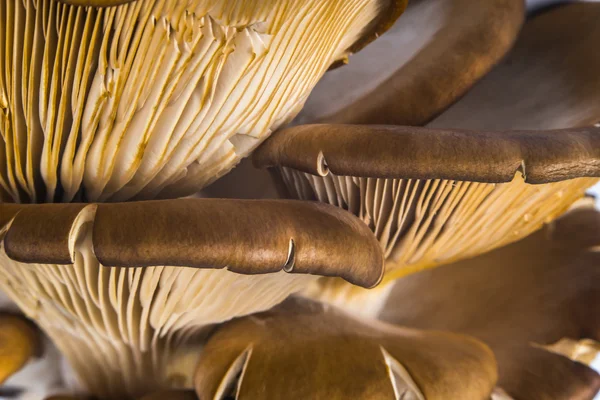 Köstliche Pleurotus agaricales Pilze auf Holzgrund — Stockfoto