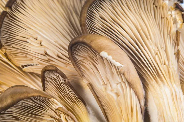 Heerlijke pleurotus agaricales paddestoelen op houten achtergrond — Zdjęcie stockowe