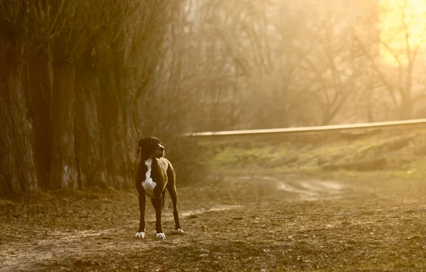 Německá doga venčení venkovní — Stock fotografie