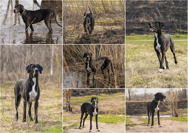 Conjunto de fotos Great Dane cão andando ao ar livre — Fotografia de Stock