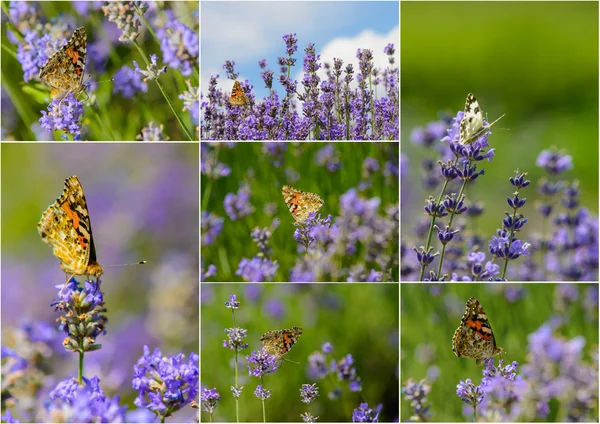 Conjunto de fotos Hermosa mariposa en flores de colores — Foto de Stock