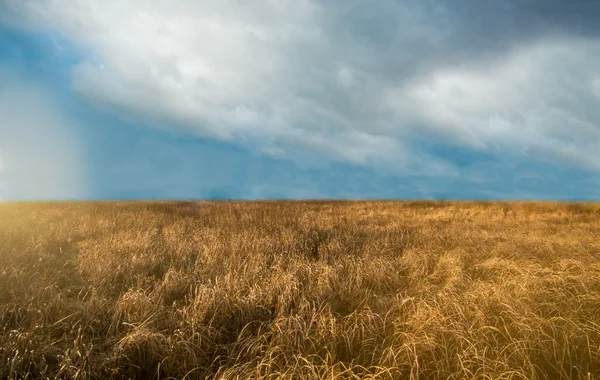 Paisagem com campo amarelo e céu azul — Fotografia de Stock