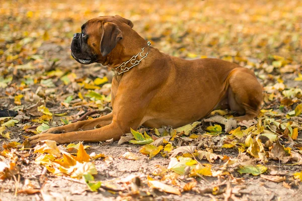 Бульмастифський собака, що йде на відкритому повітрі — стокове фото
