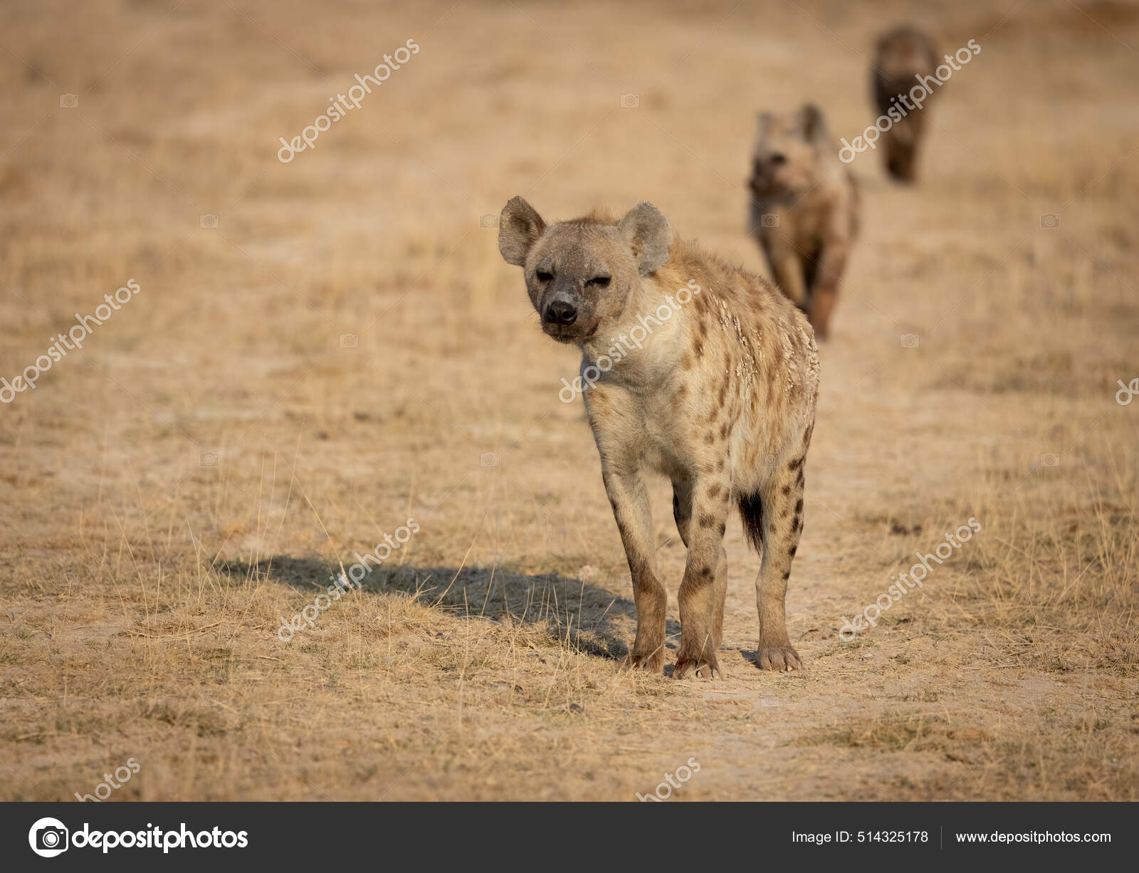 Hyena Africa Stock Photo by ยฉCollins93 514325178 Biology Diagrams