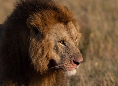 Masai Mara 'daki Aslan, Afrika