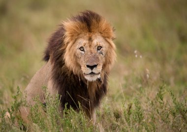 Masai Mara 'daki Aslan, Afrika