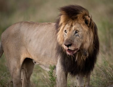 Masai Mara 'daki Aslan, Afrika