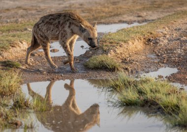 Afrika 'da bir sırtlan