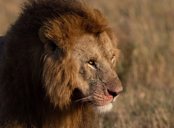 非洲马赛马拉的狮子 — 图库照片